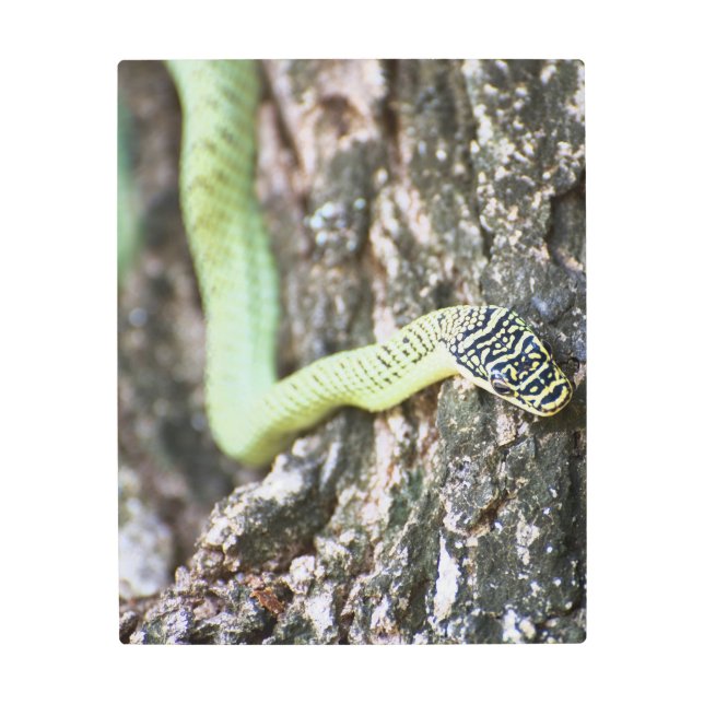 ゴールデンツリーヘビ メタルプリント (正面)