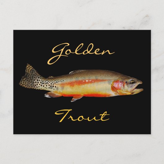 ゴールデントラウト、東シエラ魚釣り、ポストカード ポストカード (正面)
