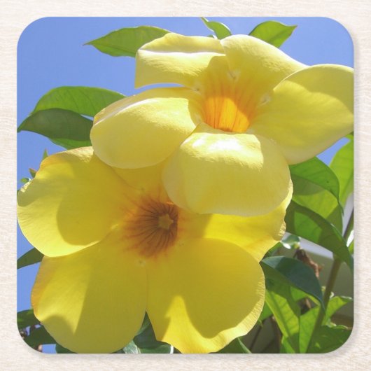 ゴールデントランペット花I スクエアペーパーコースター (正面)