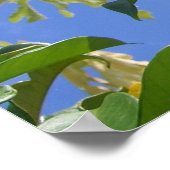 ゴールデントランペット花I ポスター (角)