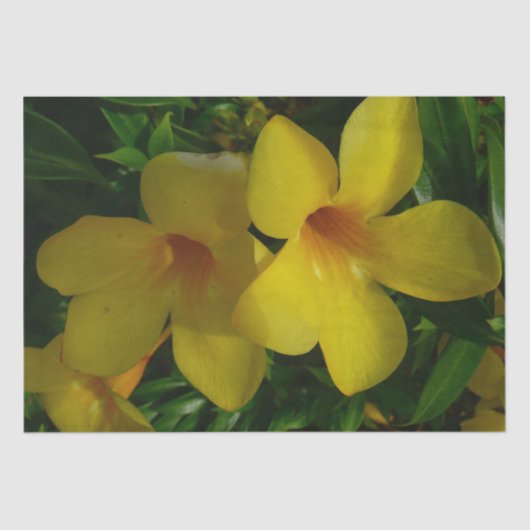 ゴールデントランペット花IIトロピカル 薄葉紙 (正面)