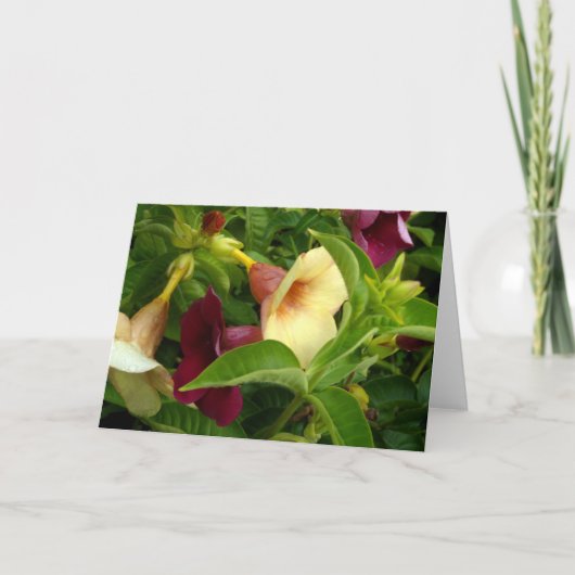 ゴールデントランペット カード (正面)