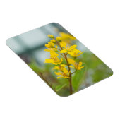 ゴールデントリアリス マグネット (右側)