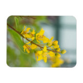 ゴールデントリアリス マグネット (横)