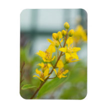 ゴールデントリアリス