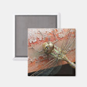 ゴールデントンボ磁石 マグネット (正面/裏面)