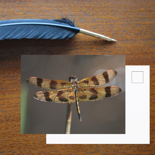 ゴールデンドラゴンフライ写真自然 ポストカード