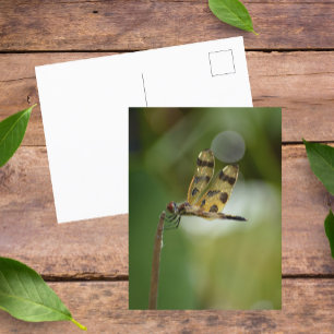 ゴールデンドラゴンフライ写真自然 ポストカード