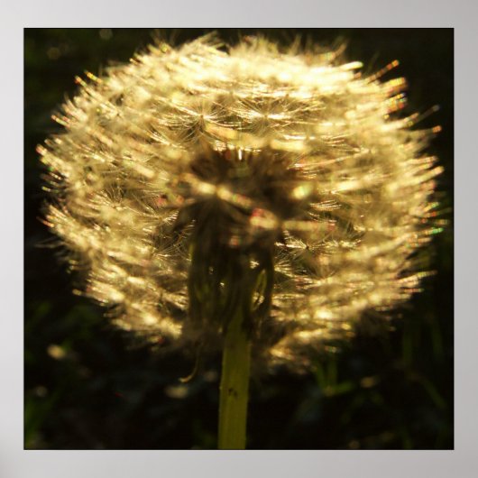 ゴールデンドリームポスター ポスター (正面)