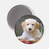 ゴールデンドードルパピーマグネット マグネット (正面/裏面)