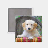 ゴールデンドードルパピーマグネット マグネット (正面/裏面)