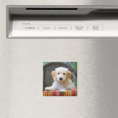 ゴールデンドードルパピーマグネット マグネット (インサイチュ (食洗機))