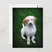 ゴールデンドードルパピー葉書 ポストカード (正面/裏面)