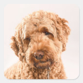 ゴールデンドールスタジオポートレート スクエアシール (正面)