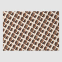 ゴールデンドール兄弟