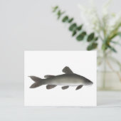 ゴールデンナイルナマズ ポストカード (スタンド正面)