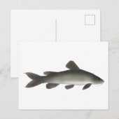 ゴールデンナイルナマズ ポストカード (正面/裏面)