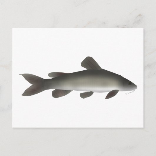 ゴールデンナイルナマズ ポストカード (正面)