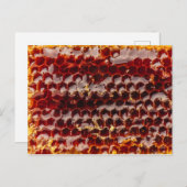 ゴールデンハニカム ポストカード (正面/裏面)