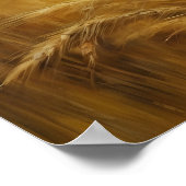 ゴールデンハーベスト小麦畑 ポスター (角)