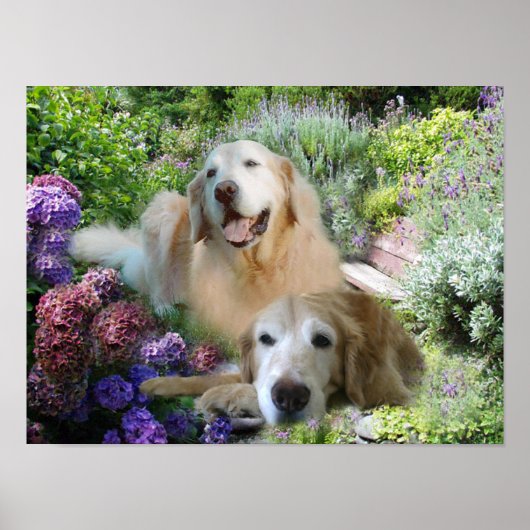 ゴールデンバディーズのポスター ポスター (正面)