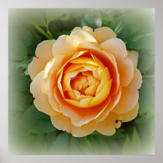 ゴールデンバラ ポスター (正面)