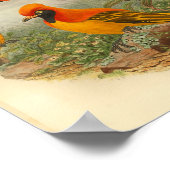 ゴールデンバードオブパラダイスレッドイエローヴィンテージプリント ポスター (角)