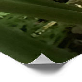 ゴールデンビーハイブ生姜植物 ポスター (角)