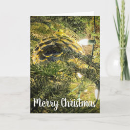 ゴールデンピネコン シーズンカード