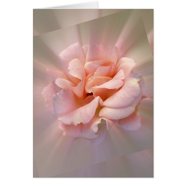 ゴールデンピンク (正面)