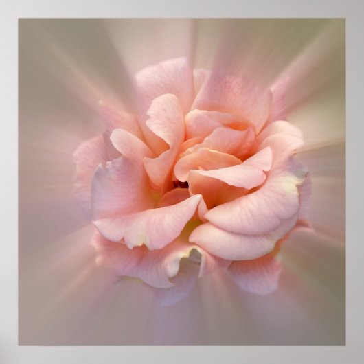 ゴールデンピンク ポスター (正面)