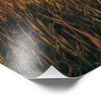 ゴールデンフィールズアットサンセット | 穏やかな風景の写真 フォトプリント