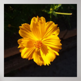 ゴールデンフラワーマクロ写真 ポスター
