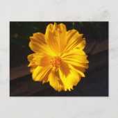 ゴールデンフラワーマクロ写真 ポストカード (正面)
