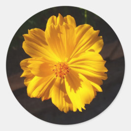ゴールデンフラワーマクロ写真 ラウンドシール