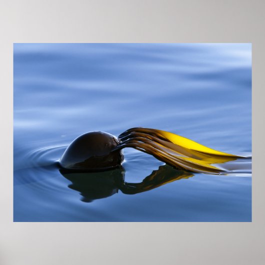 ゴールデンフロントズ – ポスター (正面)