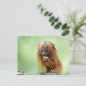 ゴールデンヘッドヤングスター ポストカード (スタンド正面)