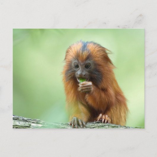 ゴールデンヘッドヤングスター ポストカード (正面)