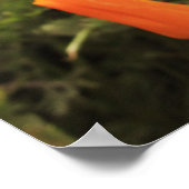 ゴールデンポピー ポスター (角)