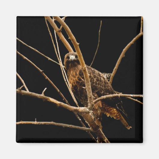 ゴールデンマグネット マグネット (正面)