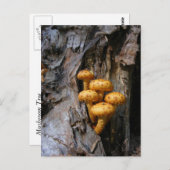 ゴールデンマッシュルーム～ポストカード ポストカード (正面/裏面)