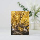 ゴールデンマップル~ポストカード ポストカード (スタンド正面)