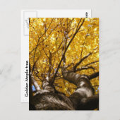 ゴールデンマップル~ポストカード ポストカード (正面/裏面)