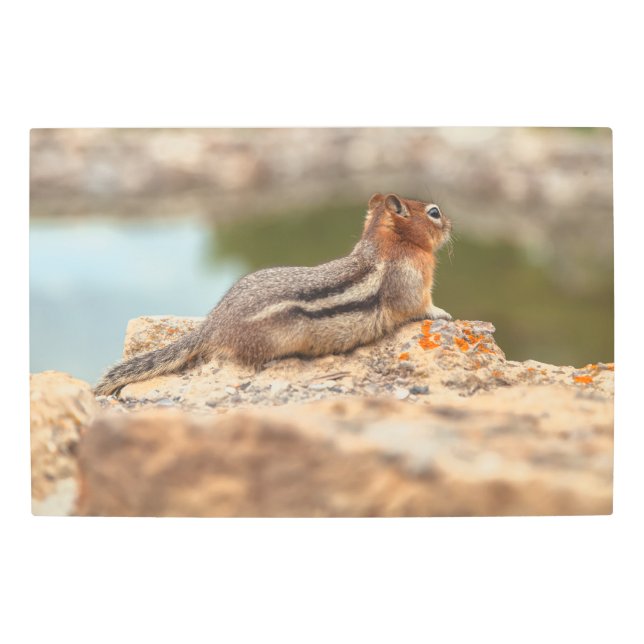 ゴールデンマントルリス メタルプリント (正面)