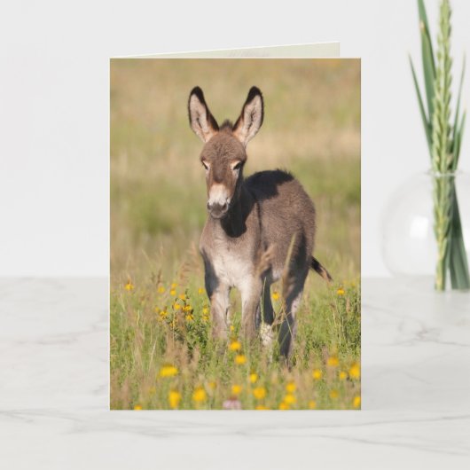 "ゴールデンメドウズ" – グリーティングカード (正面)