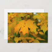 ゴールデンメープルの葉がクローズアップ ポストカード (正面/裏面)