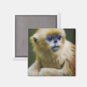 ゴールデンモンキー マグネット (正面/裏面)