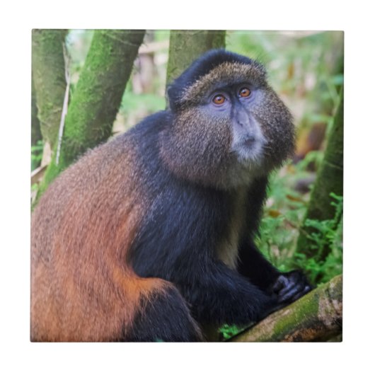 ゴールデンモンキー ルワンダ タイル (正面)