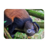 ゴールデンモンキー、ルワンダ マグネット (横)