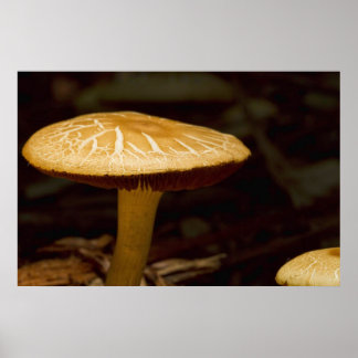 ゴールデンモーニング ポスター